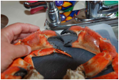 Rock Crab.jpg