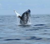 whale breech.jpg