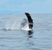 whale wave.jpg