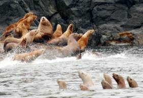 Sealions.jpg