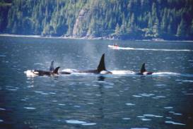 Orca1.jpg