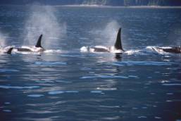 orca3.jpg